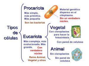 que-son-las-celulas-procariotas-y-pueden-ser-animales-o-vegetales