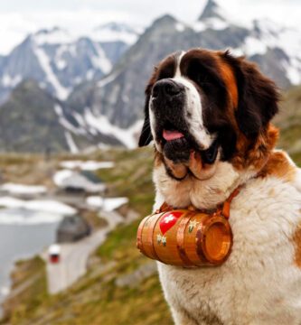 Cómo agendar hora para licencia de conducir en San Bernardo 2 san bernardo