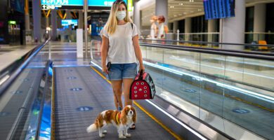 se permite ingresar con mascotas al aeropuerto en chile