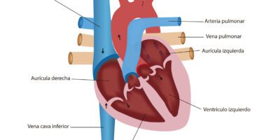 sistema circulatorio